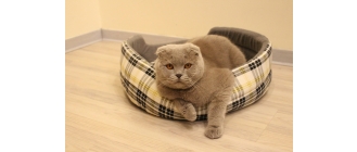 Niewydolność nerek u kota – przyczyny, objawy, leczenie i profilaktyka