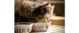 Jak karmić kota? Zasady pomocne w odżywianiu tych zwierząt
