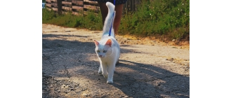 Jak nauczyć kota chodzić na smyczy?