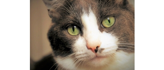 Czarne kropki na pyszczku u kota – czy to powód do obaw?