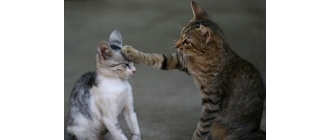 Nowy kot w domu terroryzuje rezydenta - co robić? Jak pomóc kotom się dogadać?