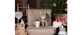 Prezent dla kota na Święta. Jaki spodoba mu się najbardziej?