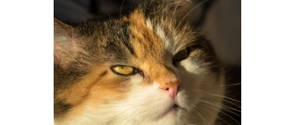 Kot kicha – czy kichanie kota jest powodem do obaw?