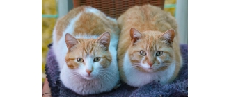 Jak przygotować się na pojawienie się w domu nowego kota?