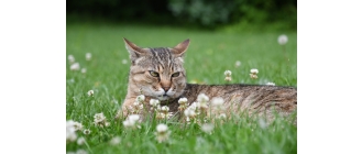 Z czego wynika agresywne zachowanie kota i jak sobie z nim radzić?