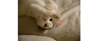 Jakie mogą być przyczyny tego, że kot kuleje?