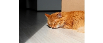 Dlaczego mój kot zachowuje się dziwnie, gdy wracam z wakacji?