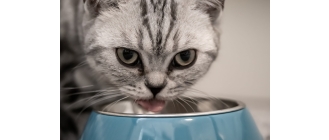 Kiedy powinieneś uzupełniać kocią dietę w suplementy?