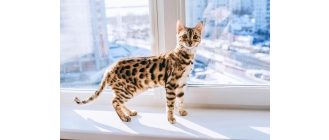 Kot bengalski – najważniejsze informacje o rasie