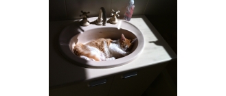 Czy można kąpać kota? Jakich środków używać do kociej kąpieli?