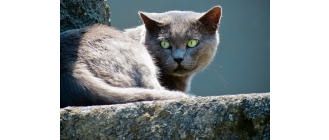 Preparaty behawioralne i leki wspomagające walkę ze stresem u kotów. Czy warto je stosować?