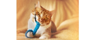 Dlaczego zabawy z kotem są niezbędne? Jak bawić się z pupilem?