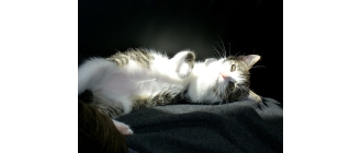 Pierwsza ruja u kotki