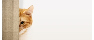 Jak leczyć nadczynność tarczycy u kota?