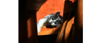 Przyczyny zaburzeń apetytu u kotów. Co zrobić, gdy kot nie chce jeść?