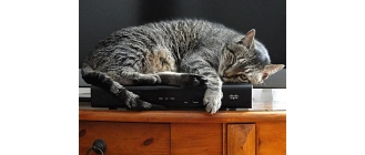 Kot się chowa i unika kontaktu? Dowiedz się co to może oznaczać