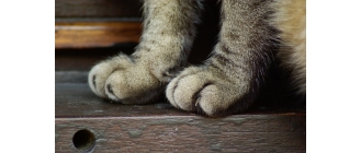 Obcinanie kotu pazurów – w jaki sposób i jak często to robić?