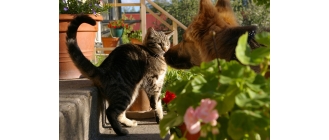 Żyć jak pies z kotem