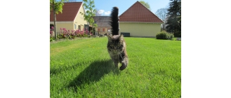 Język ciała kota – co można wyczytać z ruchów kociego ogona?