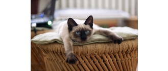 Encyklopedia kotów: kot rasy tajskiej (Thai)