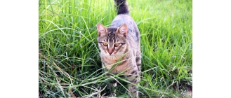 Znakowanie terenu przez kota – kiedy i po co koty to robią? Jak reagować?