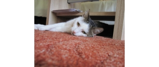 Co robić, kiedy kot nie chce jeść i jest osowiały?