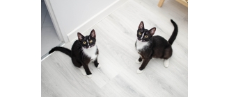 Jak nauczyć kota korzystania z kuwety?