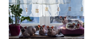 Jaki jest wiek kota w przeliczeniu na lata człowieka? Jak długo żyje kot?