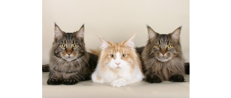 Kot Maine Coon - charakterystyka, pielęgnacja, zdrowie (Encyklopedia kotów)