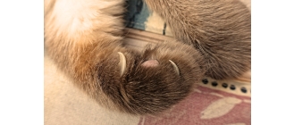 Czym jest choroba kociego pazura? Objawy, diagnostyka i sposoby leczenia