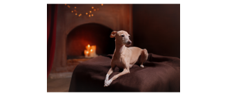 Charcik włoski (Italian greyhound) - Encyklopedia psów