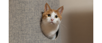 Charczenie u kota - co może oznaczać?