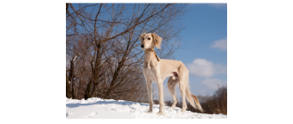 Chart perski saluki - skarb szejków. Encyklopedia ras psów