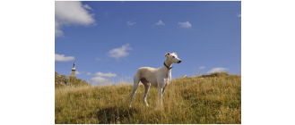 Chart polski - czemu polska rasa psa jest tak mało znana?