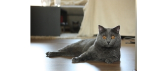 Kot kartuski – najważniejsze informacje o rasie