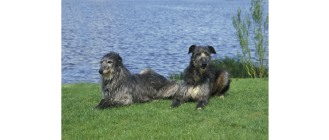 Chart szkocki (Deerhound) - encyklopedia ras psów