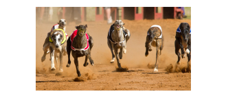 Grupa X psów w FCI: Charty - rasy i charakterystyka