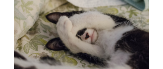 Chase no face - poznaj niezwykłą historię kotki bez twarzy