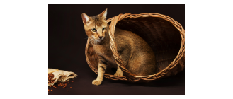 Kot chausie - hybryda kota błotnego. Encyklopedia ras kotów