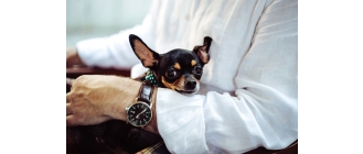 Jak zmierzyć psu temperaturę? Jaka jest prawidłowa temperatura ciała u psa?