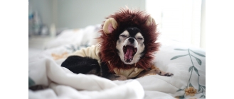 Pies nie chce jeść. Co zrobić, gdy pies odmawia spożywania posiłku?