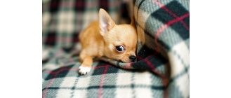 Jak oduczyć psa sikania w domu? Dlaczego on to robi?