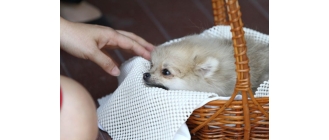 Chłoniak u psów - czy jest wyleczalny?