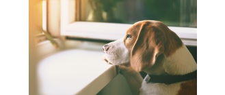 Choroba Addisona (cisawica) u psów - objawy, rokowania