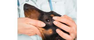 Choroby oczu u psów – objawy, rozpoznanie, leczenie