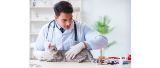 Jakie są najgroźniejsze choroby zakaźne kotów?