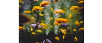 Opis najczęściej występujących chorób ryb akwariowych