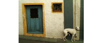 Chudy pies – skąd niewielka masa ciała u zwierzęcia?