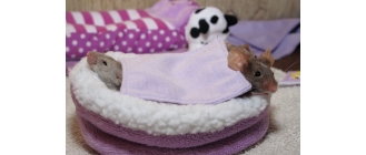 Wszystko o ciąży i porodzie myszy domowej