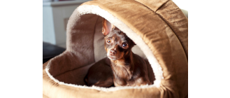 Ciąża urojona u psa – co robić?